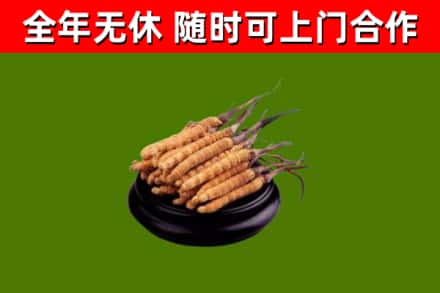 上饶市烟酒回收冬虫夏草.jpg